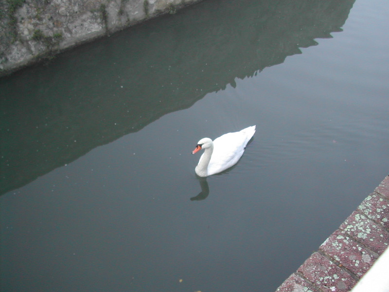 Villandry swan