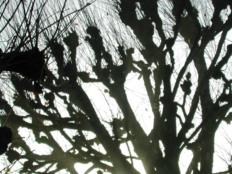 Trees at Villandry