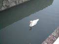 Villandry swan