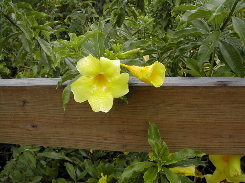 Flora1.JPG