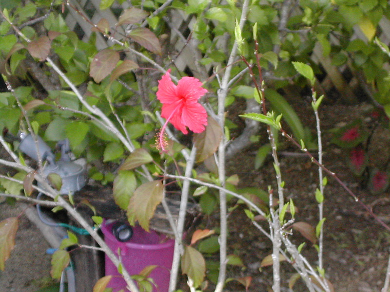 Flora2.JPG