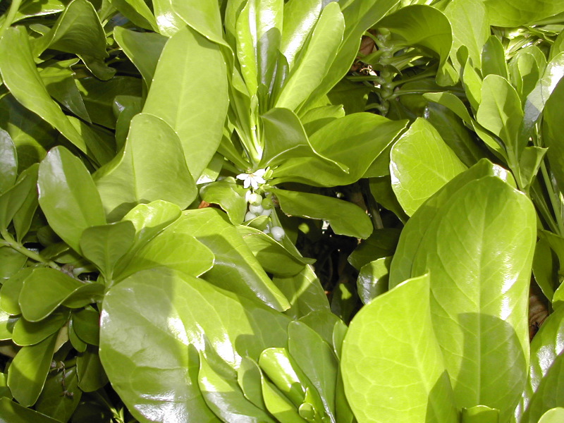 Flora4.JPG