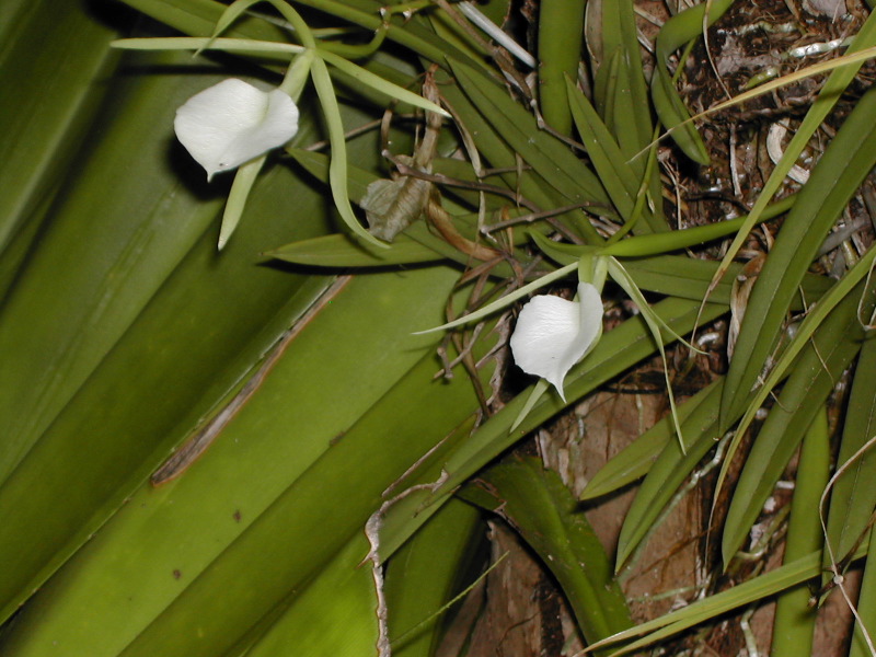 Orchids.JPG