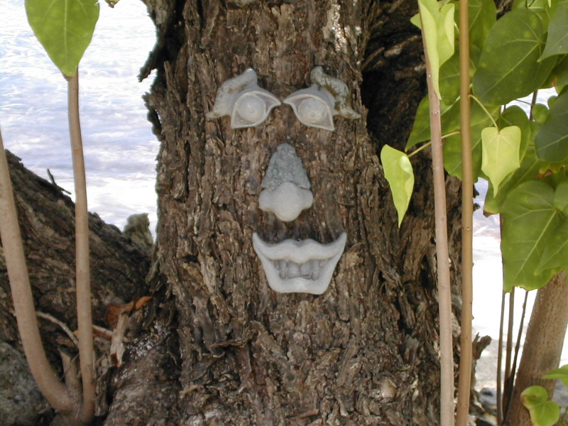 CocoView Tree.JPG