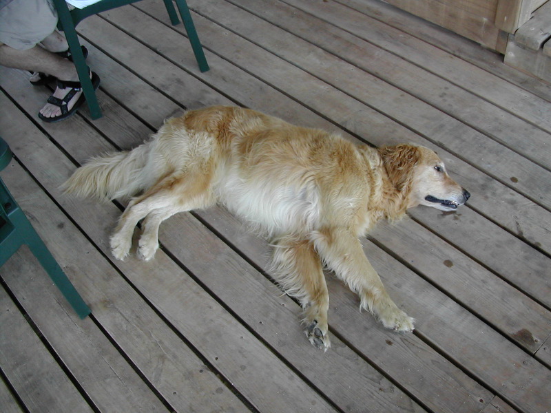 Pancho at Rest.JPG