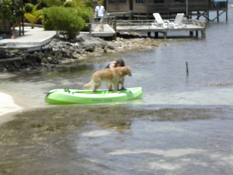 Pancho Getting Set.JPG