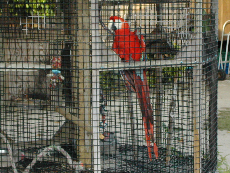 Red Parrot.JPG