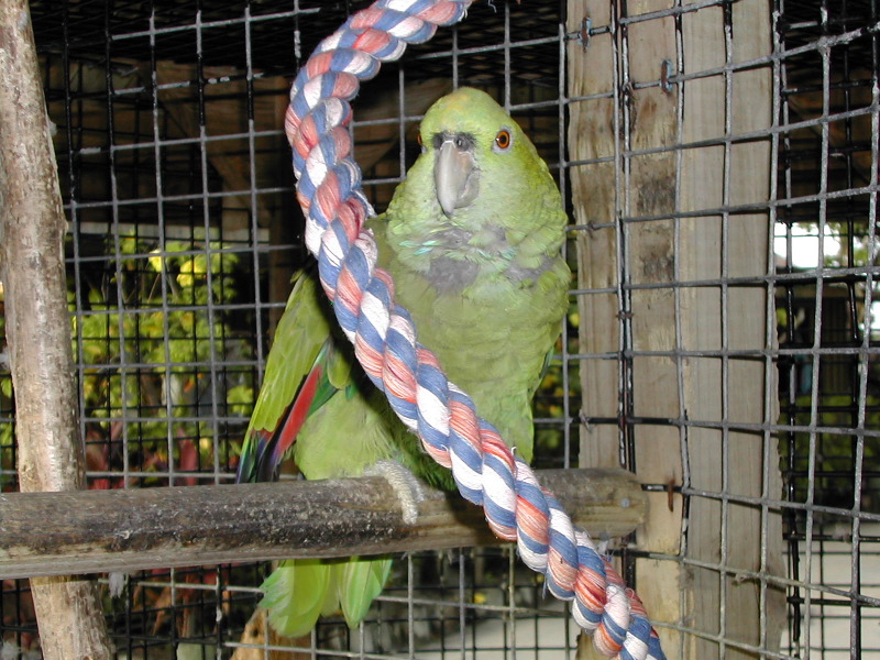Green Parrot.JPG