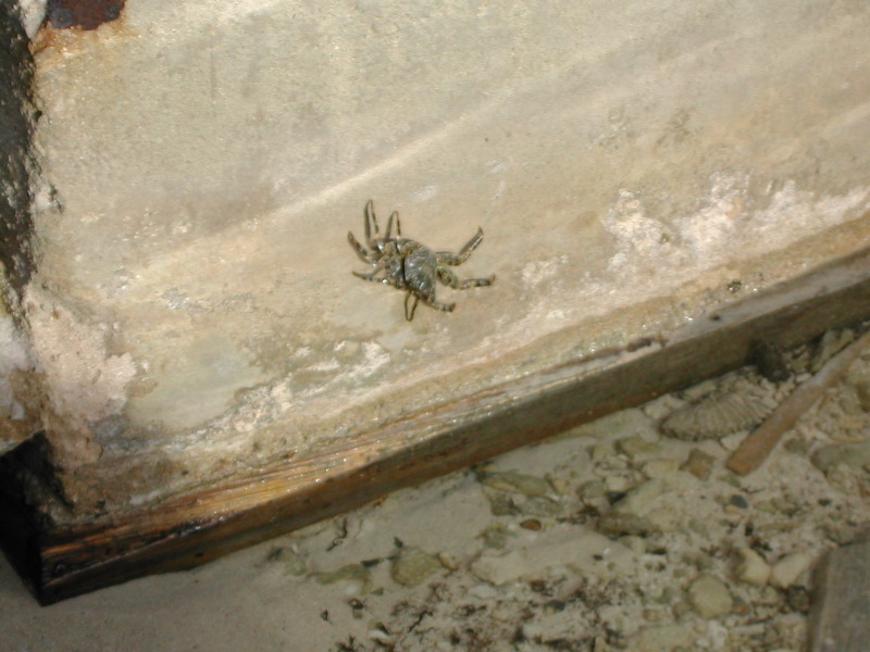 Crab on Wall.JPG
