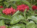 Flora3.JPG