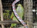 Green Parrot.JPG