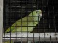 Bar Parrot.JPG