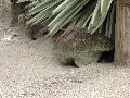 Lizard on Rock.JPG