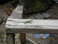 Green Lizard.JPG