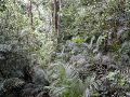 Jungle.JPG
