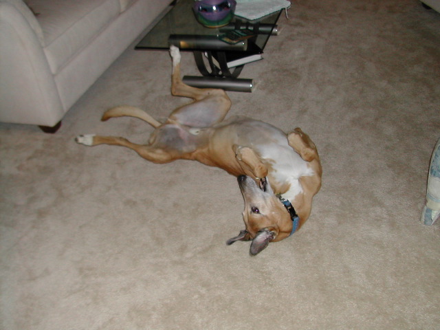 Dignified Dog